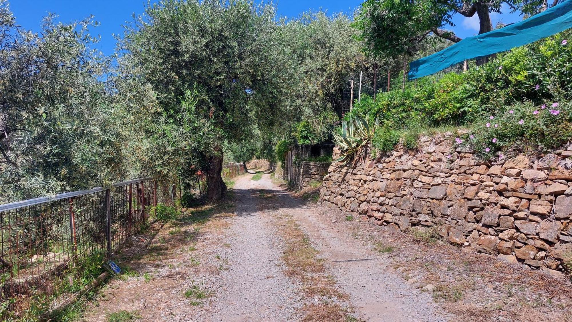 Il Nido Del Viaggiatore Vallebona المظهر الخارجي الصورة